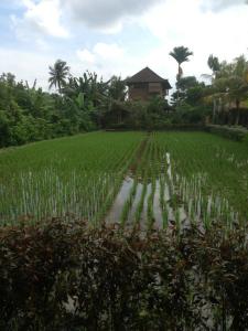 A rice paddy right behind the restaurant