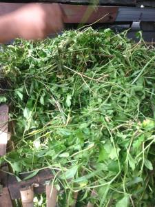 Some of the greens harvested daily for the rabbits
