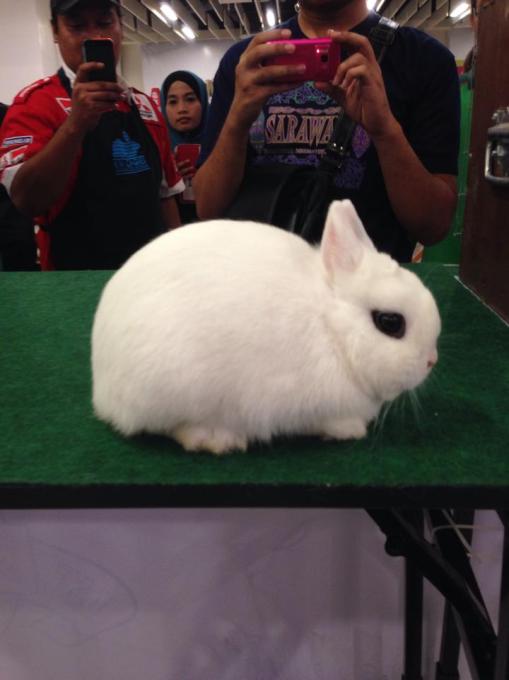 A very well-balanced little Dwarf Hotot who would be competitive in the US