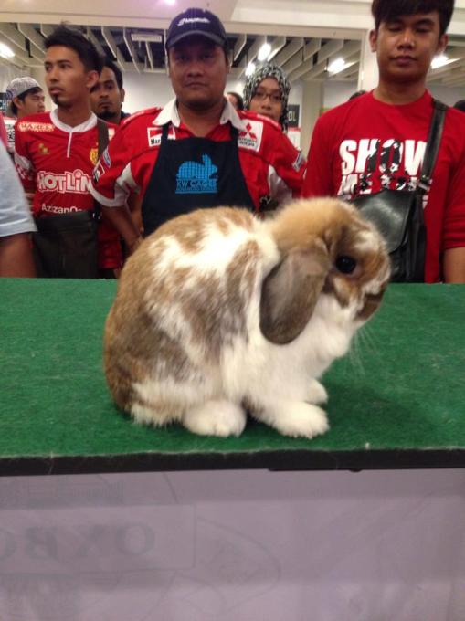 A lovely Holland Lop