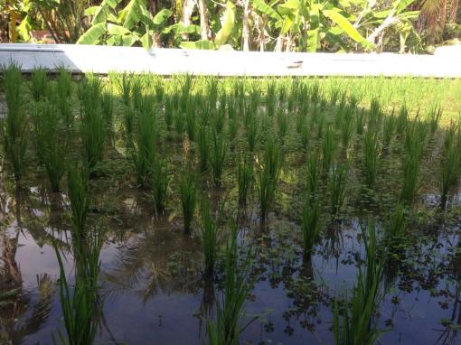 Rice growing in a marshy paddy