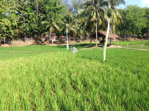 The rice paddy and it's caretaker